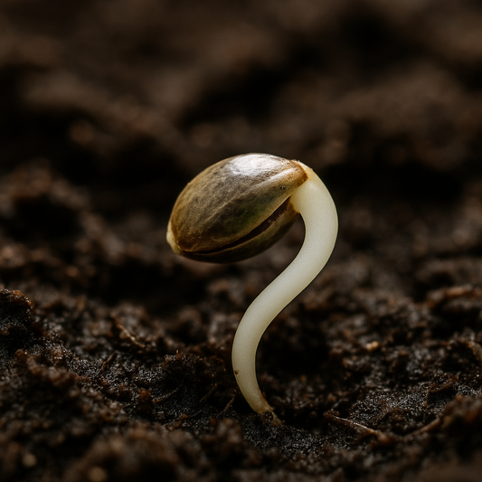 So keimst du Seeds richtig: Anfänger-Guide 💡