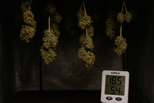 Ernte, Trocknen & Curen – so holst du das Beste aus deinen Buds ✂️