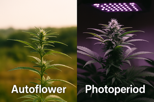 Autoflower vs. Photoperiod – welche Samen soll ich wählen? 🌱