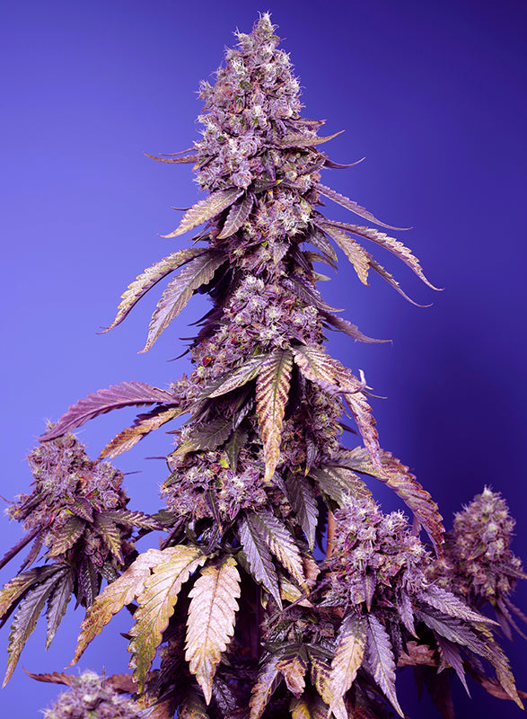 Black Muffin F1 Fast Version® (SWS111)
