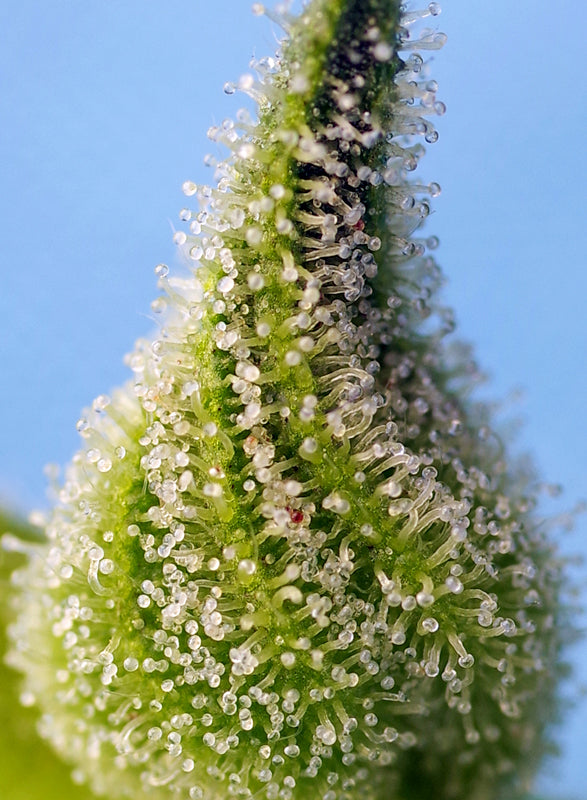 Bruce Banner Auto® (SWS91)