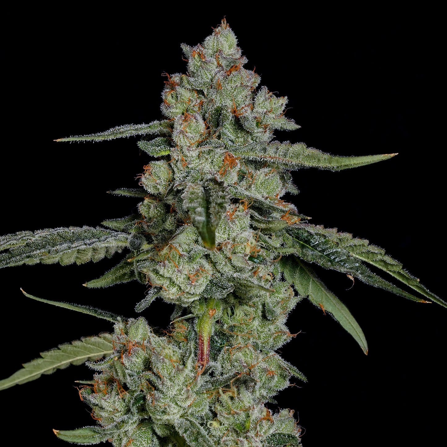 Papaya Puffs