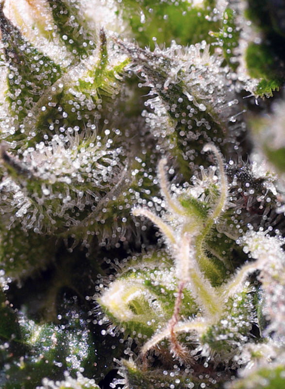 Cream Caramel Auto® (SWS22)