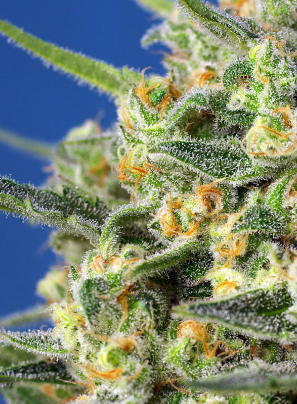 Crystal Candy F1 Fast Version® (SWS73)