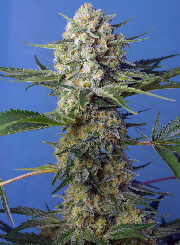 Crystal Candy F1 Fast Version® (SWS73)