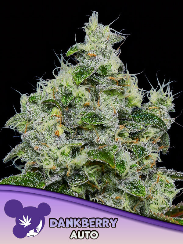 Dankberry AUTO