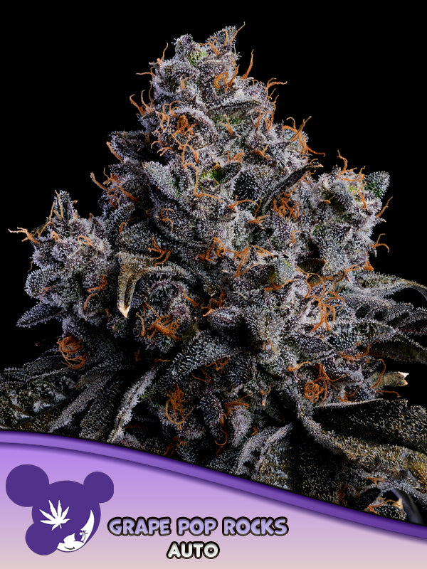 Grape Pop Rocks AUTO