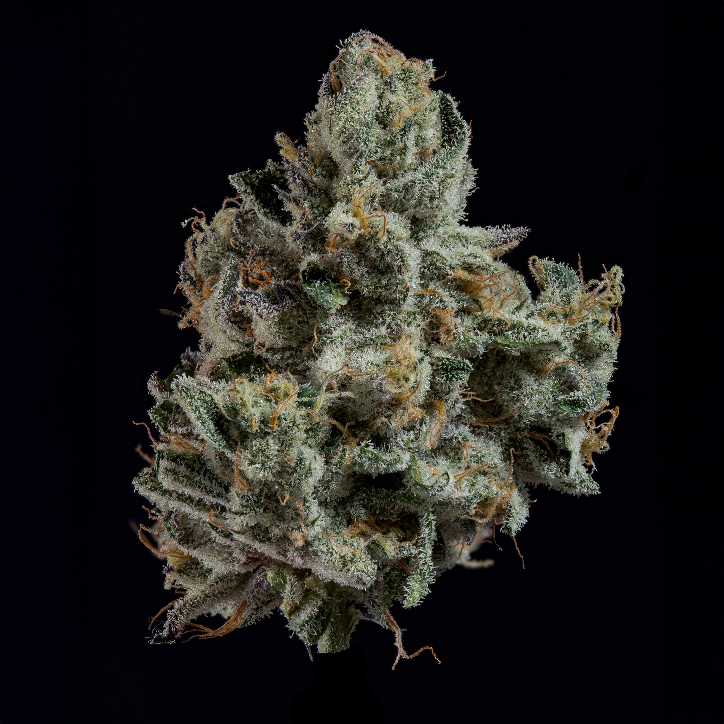 London Fog
