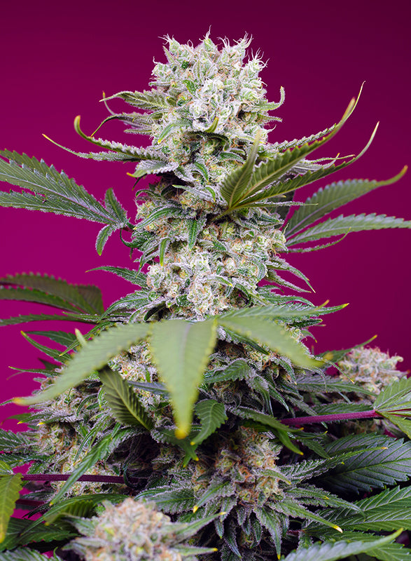 Sweet Mandarine Zkittlez XL Auto® (SWS102)