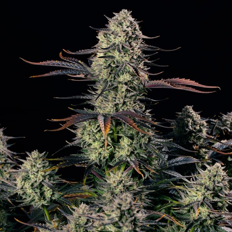 Alien Gas XXL AUTO
