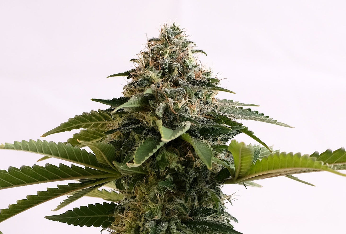 Amnesia Dream XL AUTO
