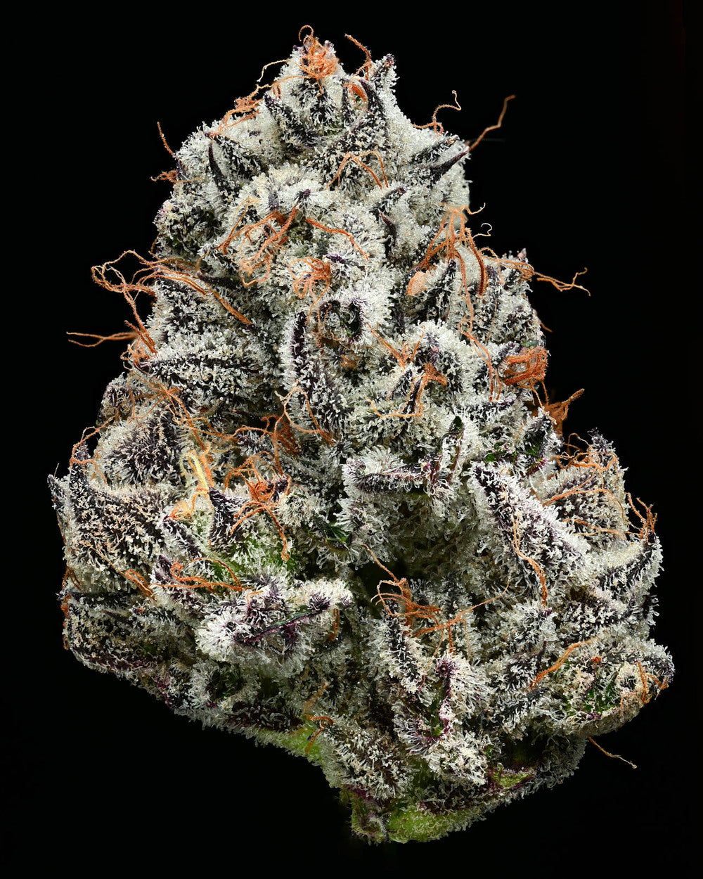Black Cherry Gushers Strain