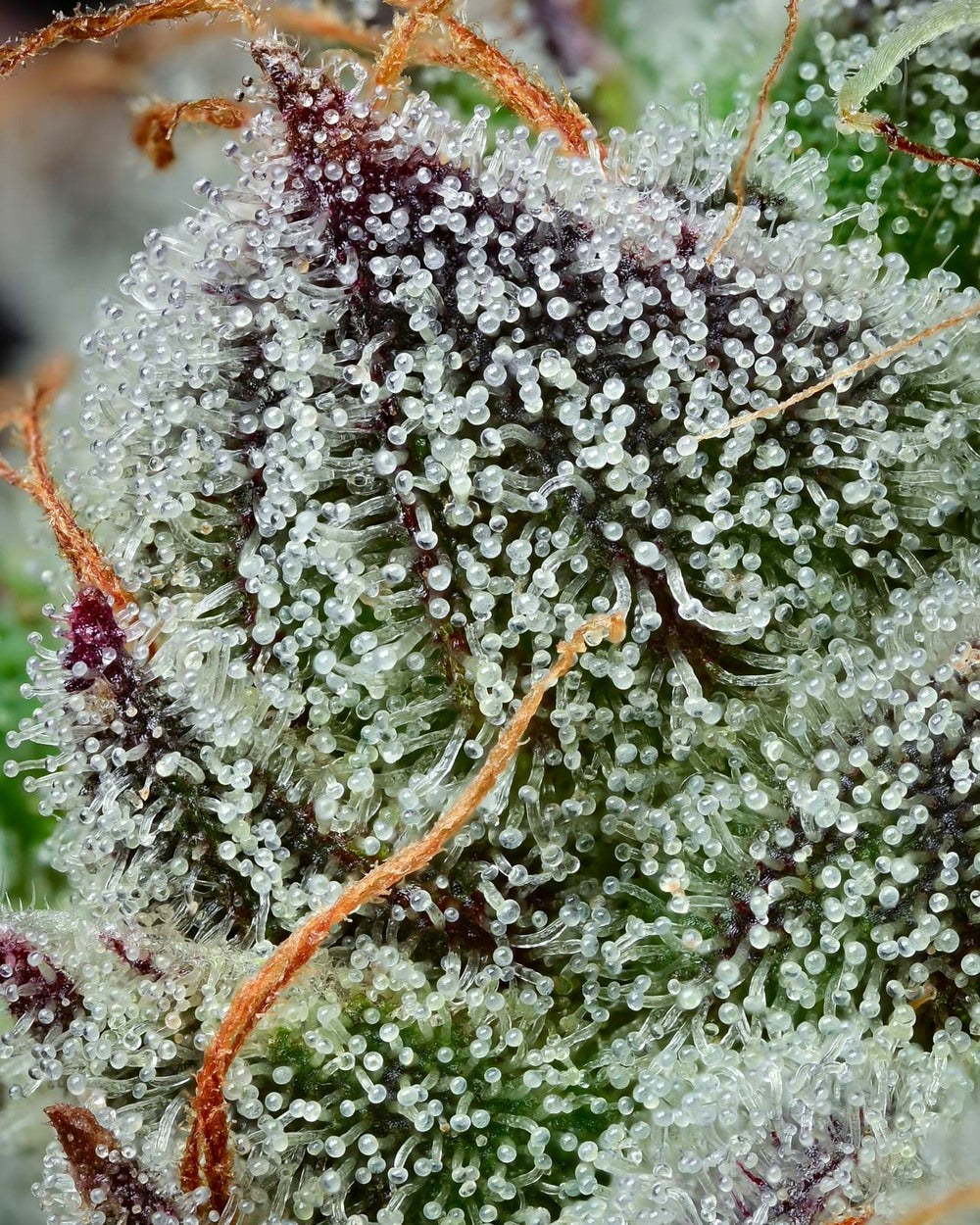 Black Cherry Gushers Strain