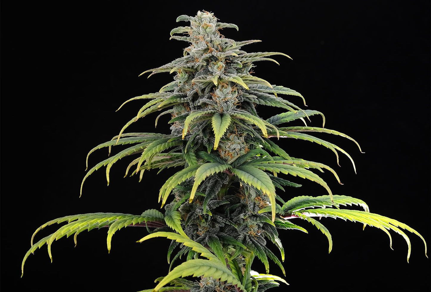 CBG AUTO
