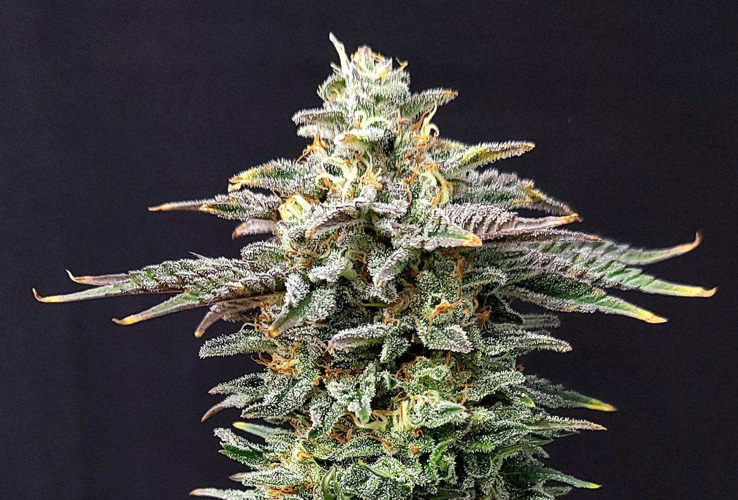 Cherry Dream