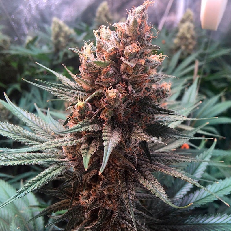 Critical Jack
