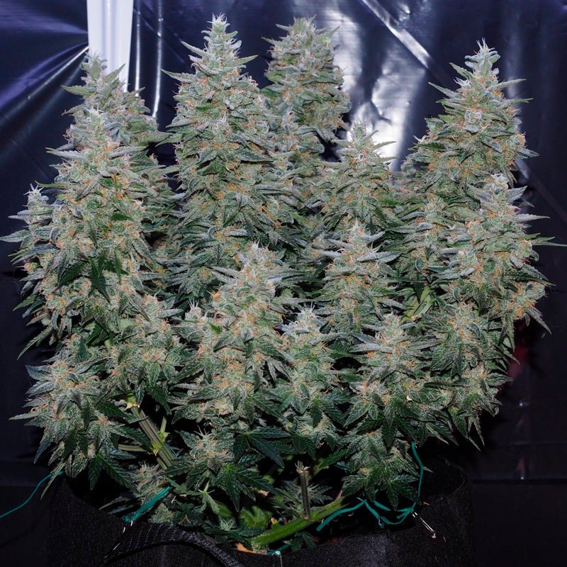 Critical Jack