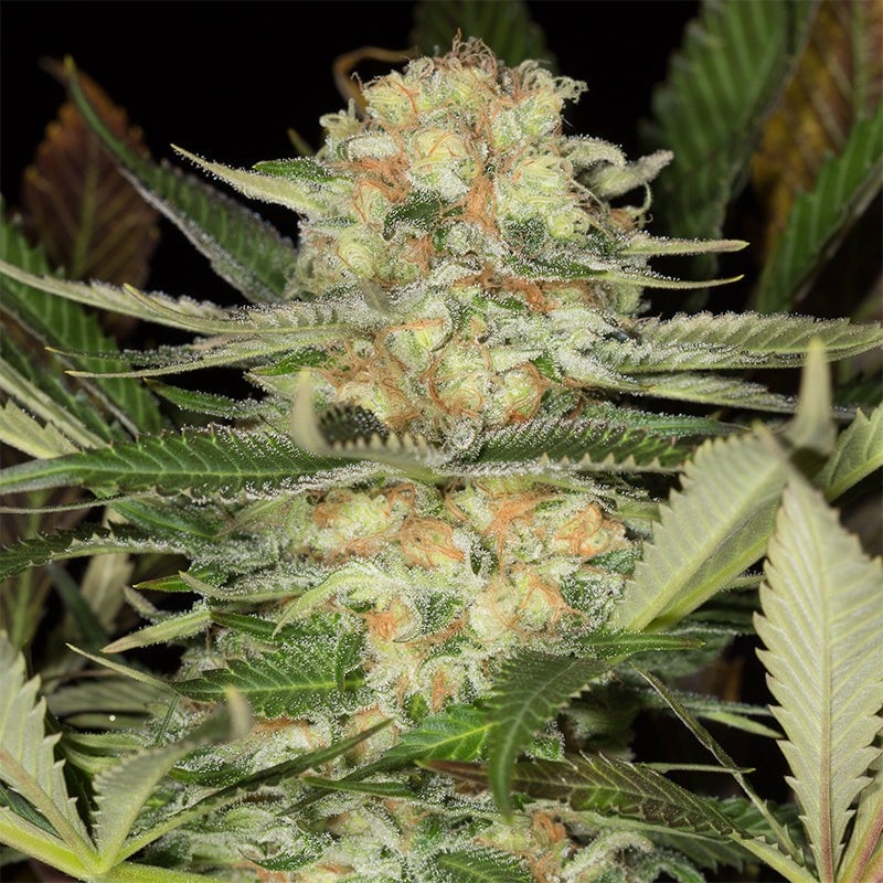 Critical Mango