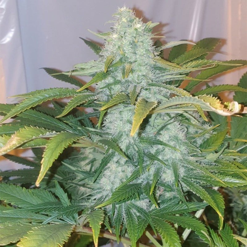 Critical Mango