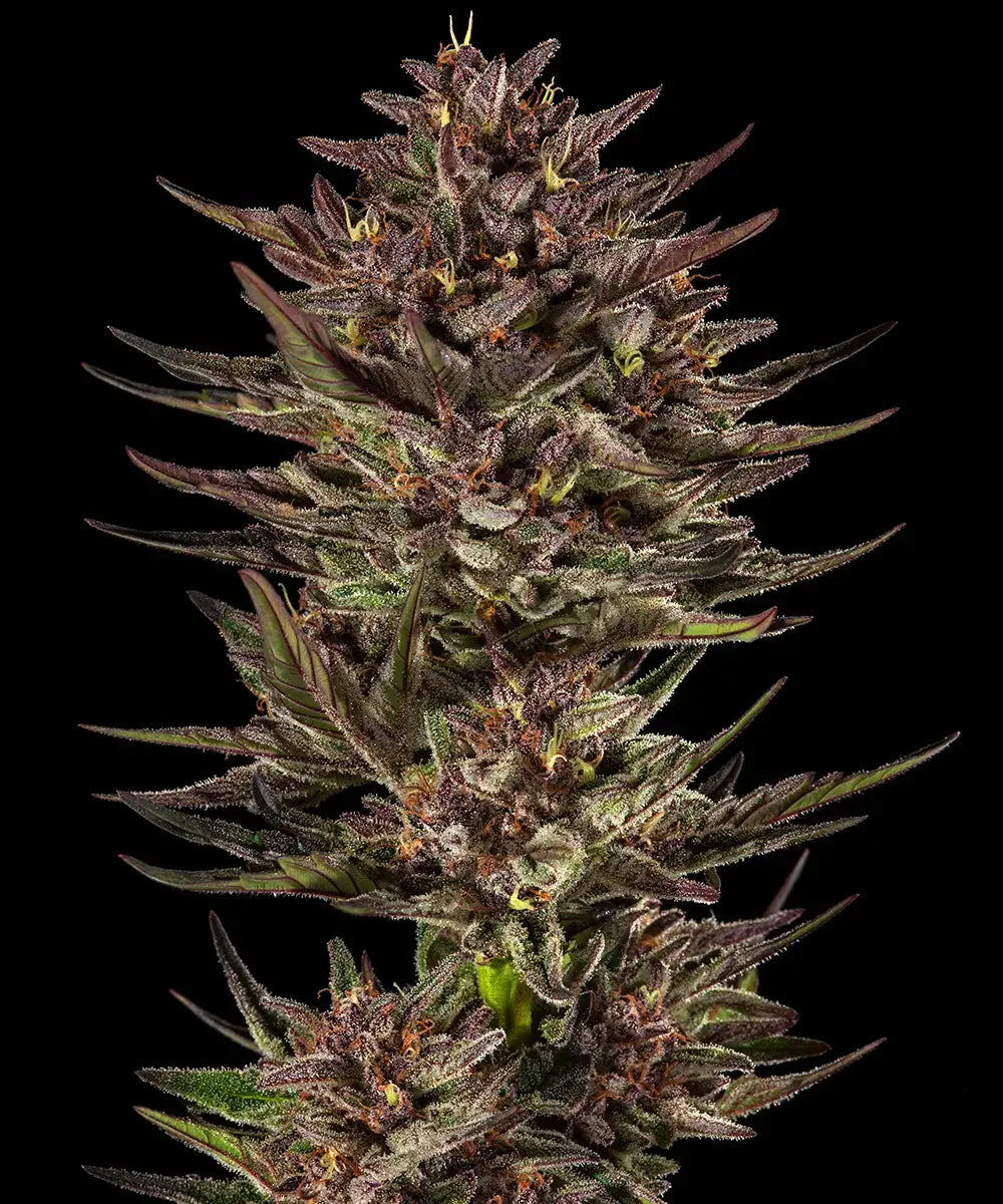 Frosted Zinn x Cookie Dog Auto