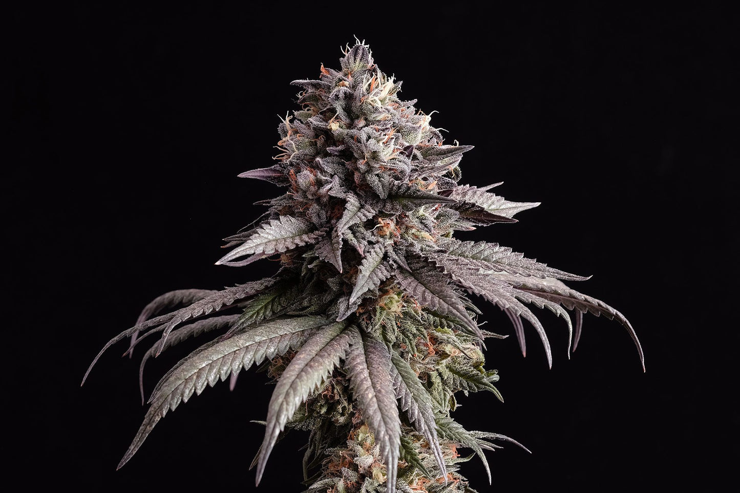 Gelato-K