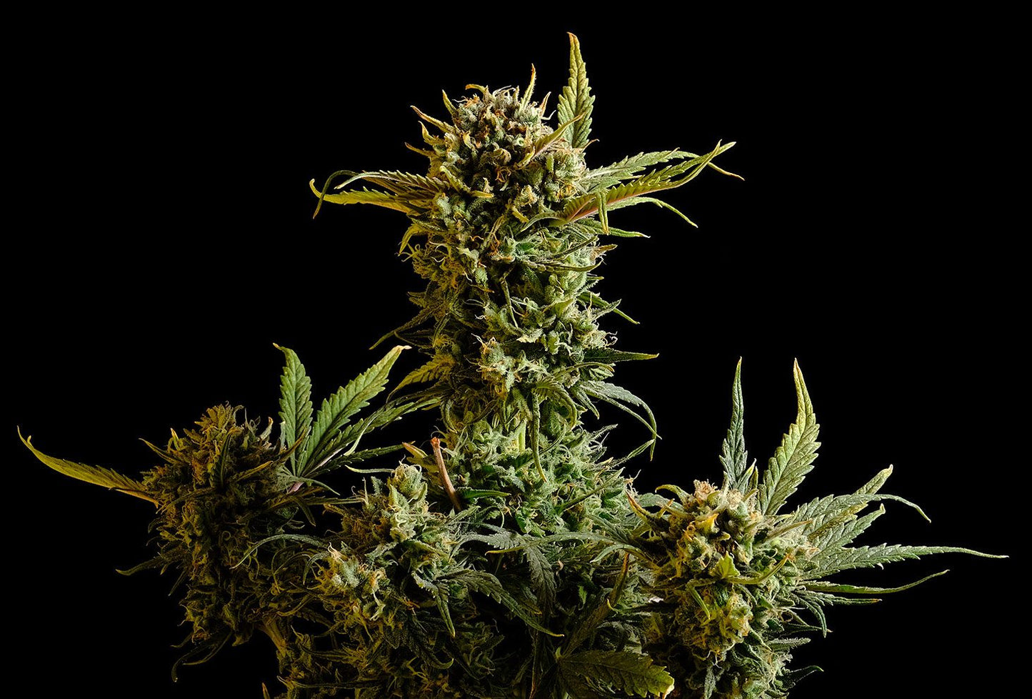 Gnomo AUTO