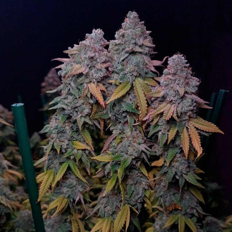 Gorilla Frost