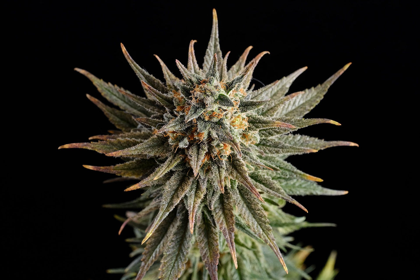 Gypsy Kush