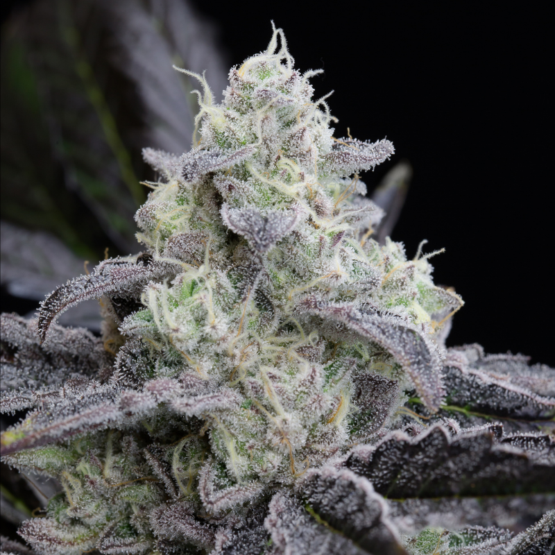 L.A. Vanilla Cake