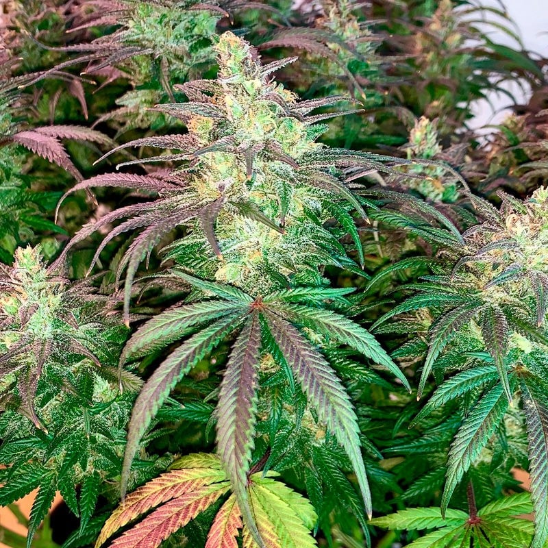 L.A. Vanilla Cake