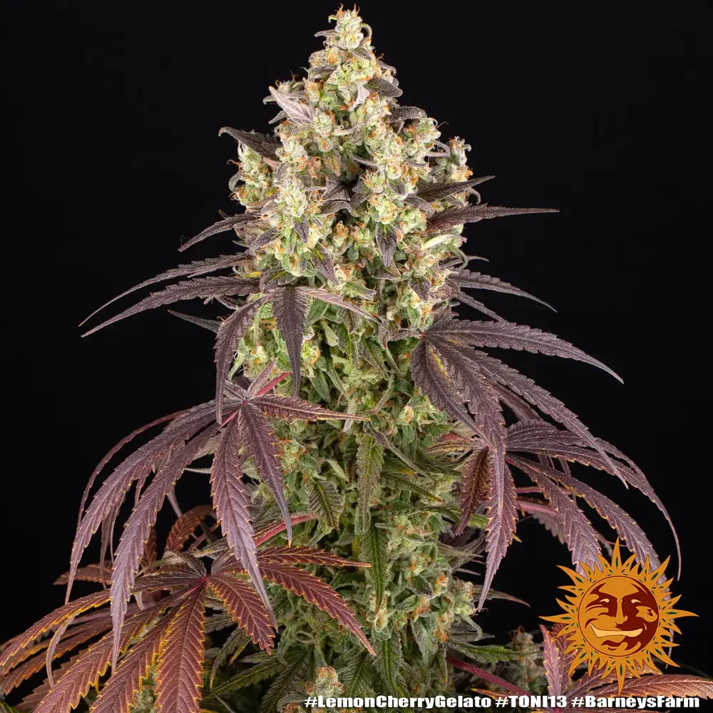 Lemon Cherry Gelato