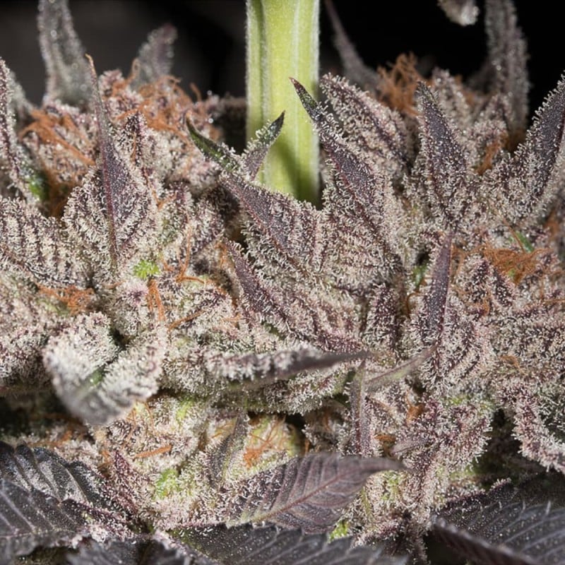 Lemon Tree 2.0