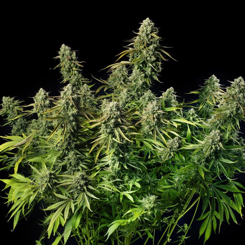 MAC Dawg XXL AUTO