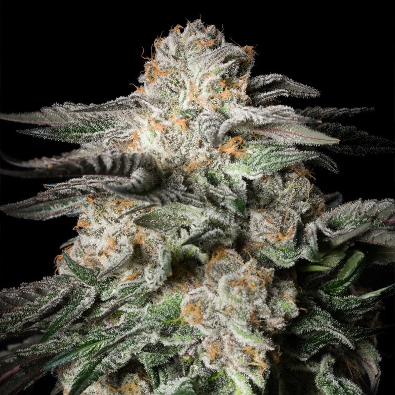 Mint Candy Limited