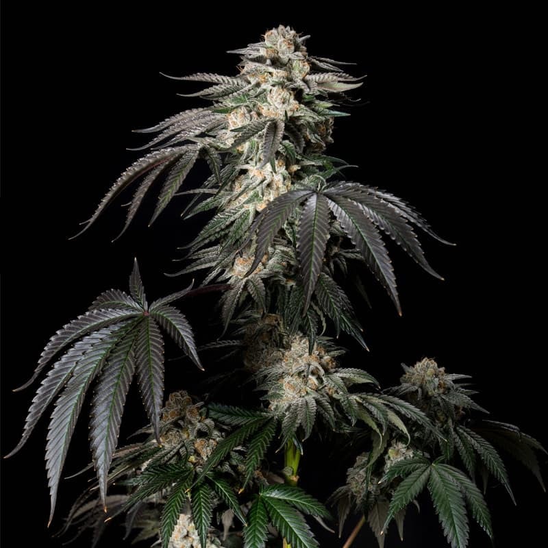 Mint Candy Limited