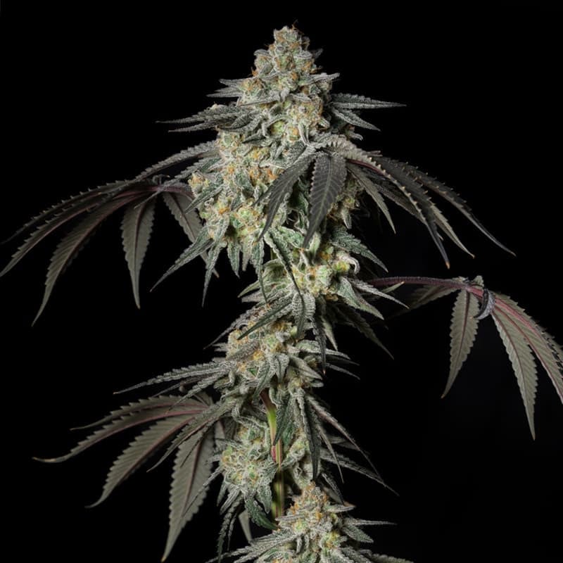 Mint Candy Limited