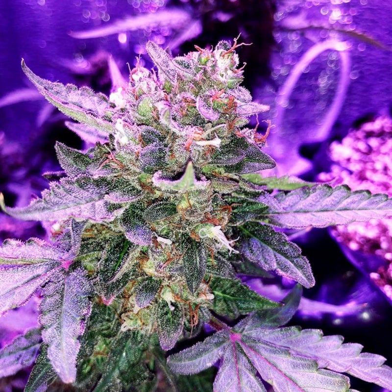 Moby Dick Auto