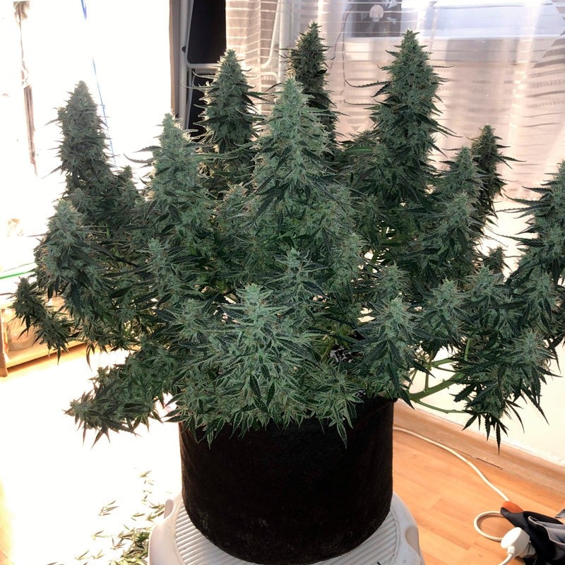 Moby Dick