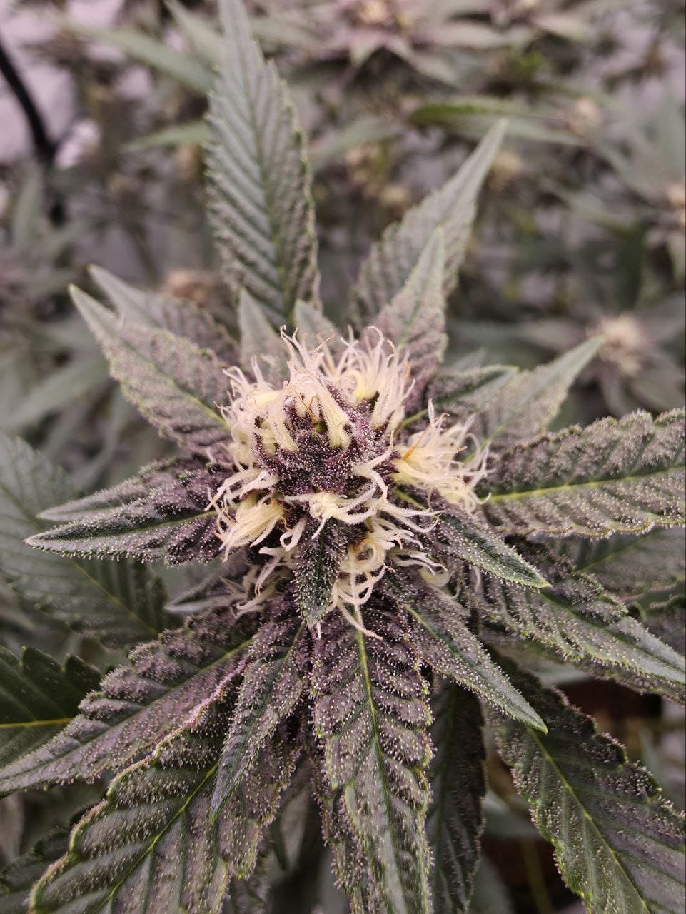 Tropicanna Cookies (Oni Seed Co.) Steckling