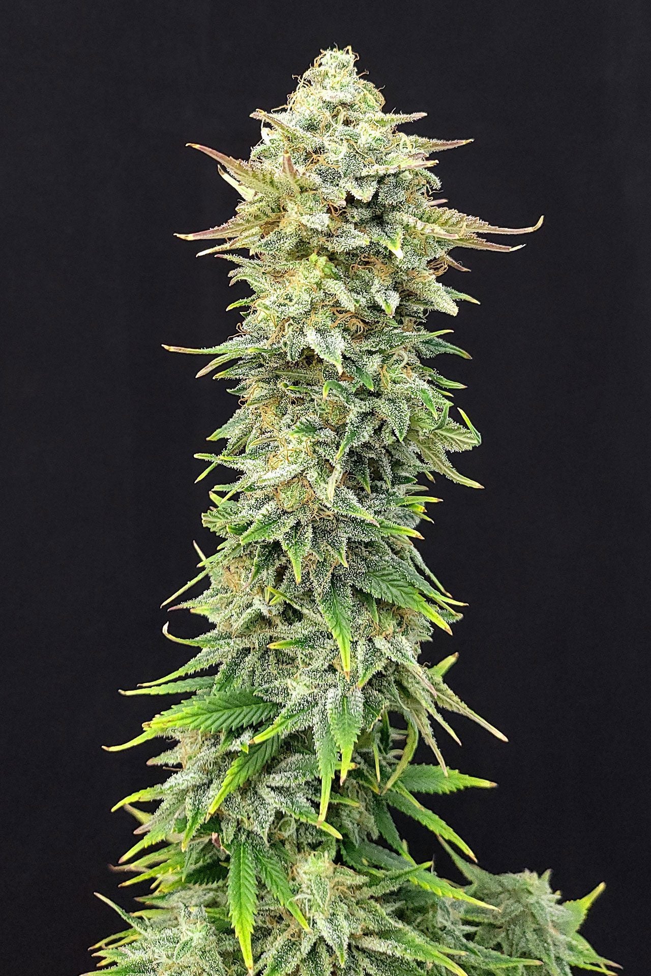 Pineapple Dream