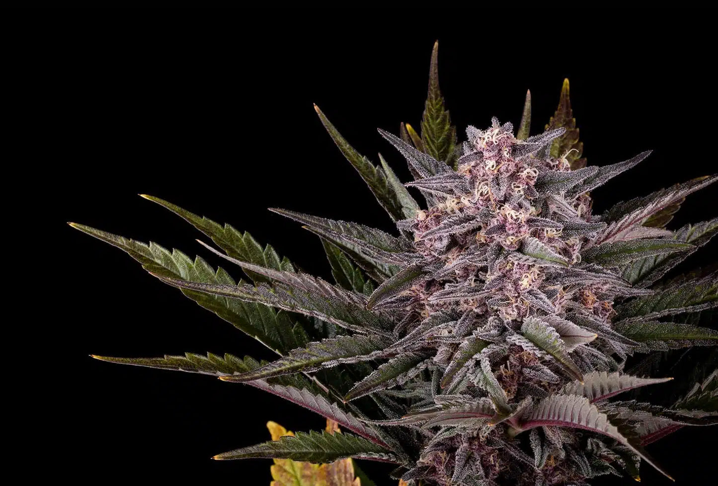 Pink Gelato