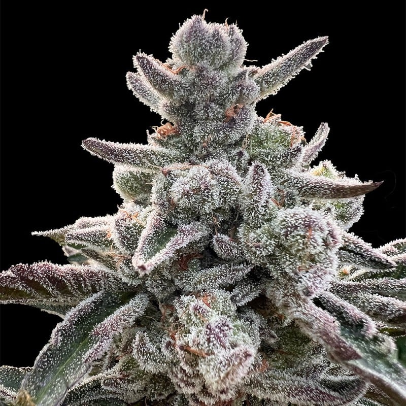 Polar Gelato by Sherbinsky