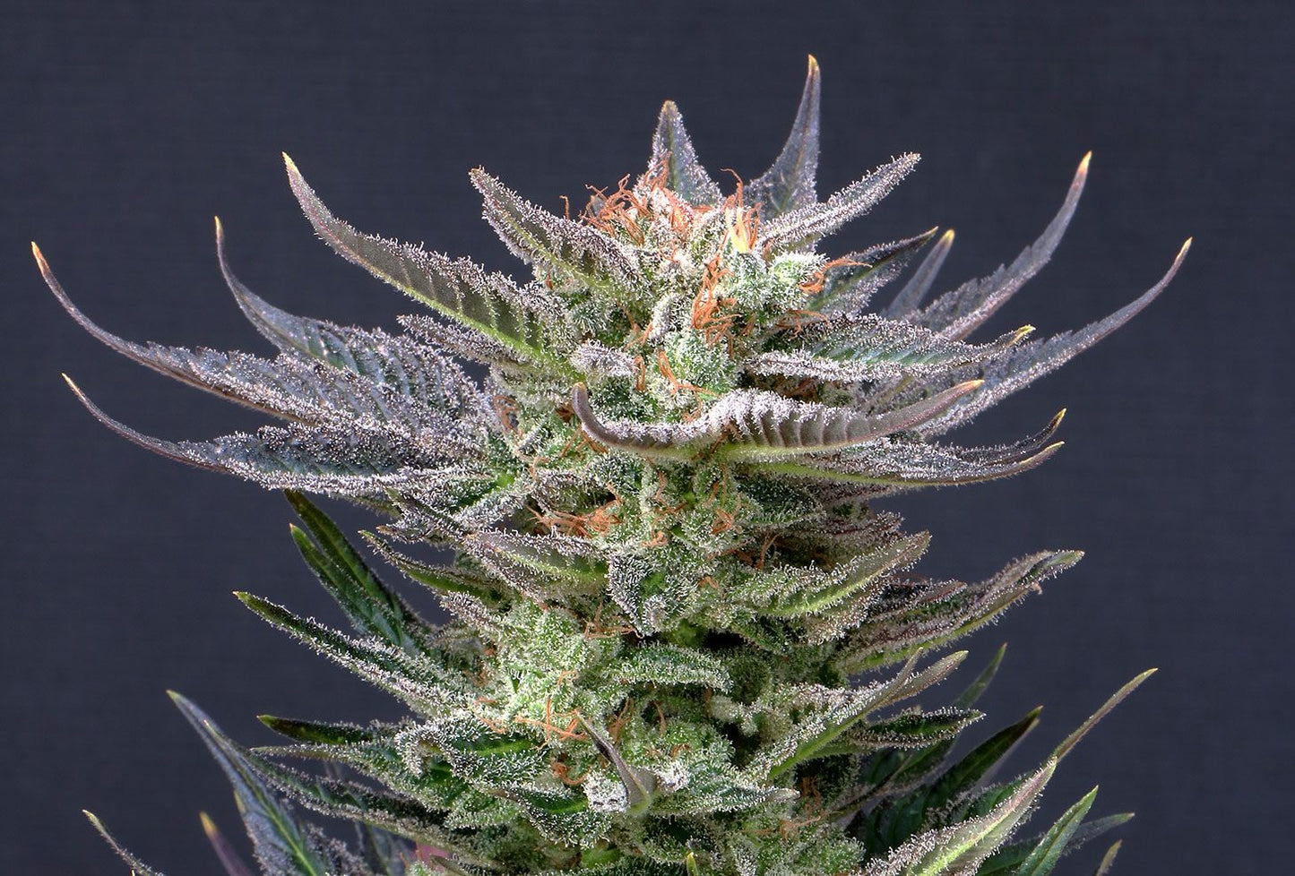 Purple Dream AUTO