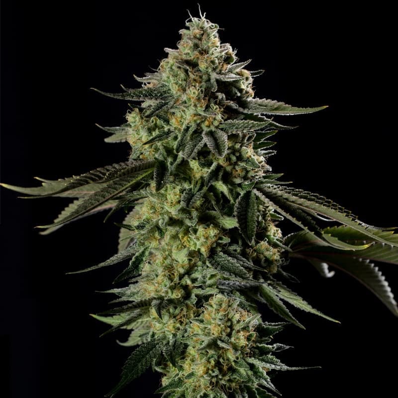 Rainbow Gas