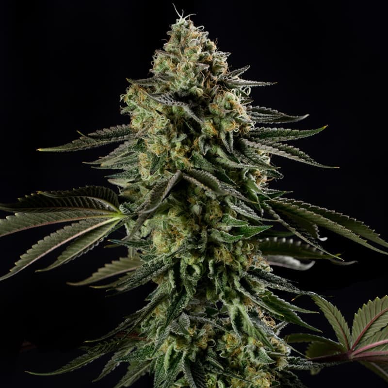 Rainbow Gas