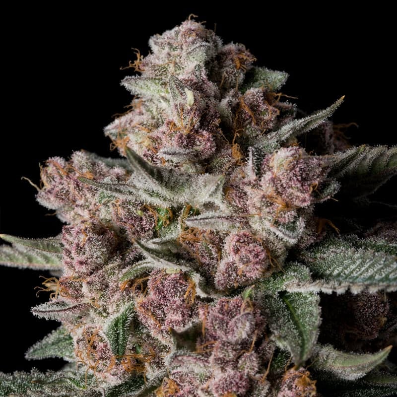 Tropical Jam Limited