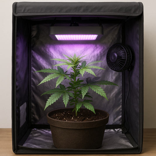 Cannabis Indoor anbauen – der ultimative Anfänger-Guide 🌱
