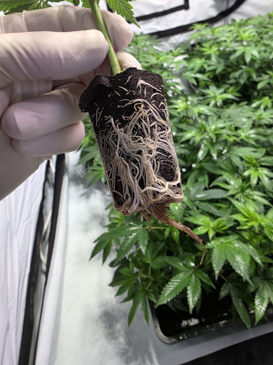 Stecklinge kaufen – Der perfekte Start für deinen Grow