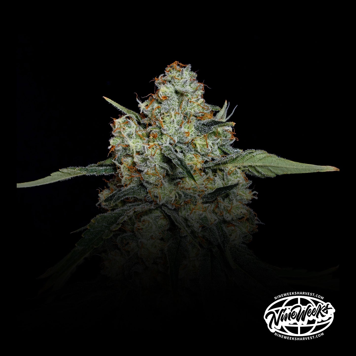 Dulce de Papaya