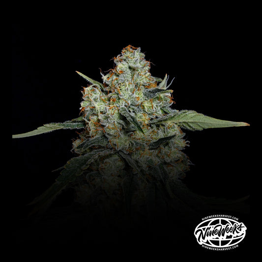 Dulce de Papaya
